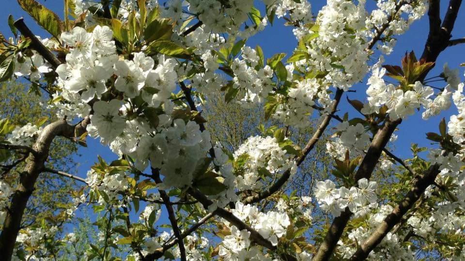 Vakantiehuis Aan Het Bos - Gelegen Aan De Tulpenroute Bant Luaran gambar